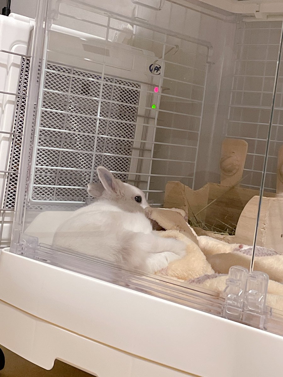 くつろぐおもちくん