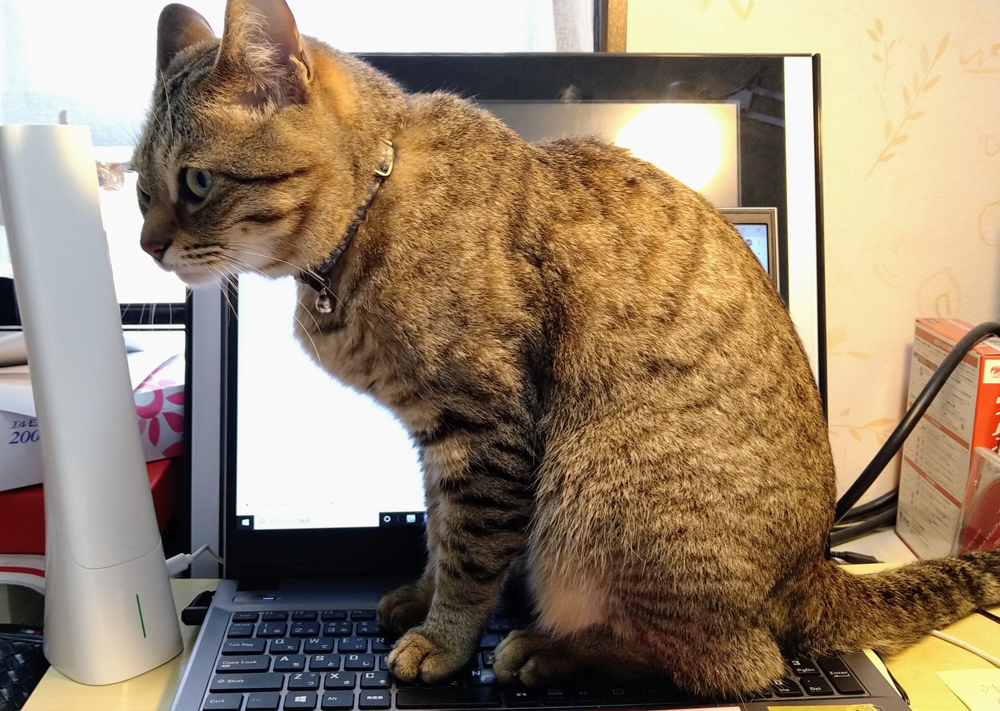 邪魔をする猫 Twitter Search Twitter