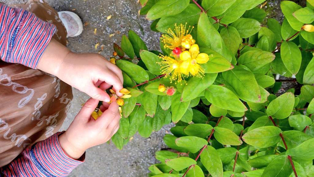 ゆきひめ 我が子と散歩してると 色んな草花に出逢う コボウズオトギリ 小坊主弟切 不思議な名前 花言葉は 悲しみは 続かない 花に込められた兄弟の思い 生き様が美しさとして 現れているような どんな花か調べたり 並んでおしゃべりを 楽しむ