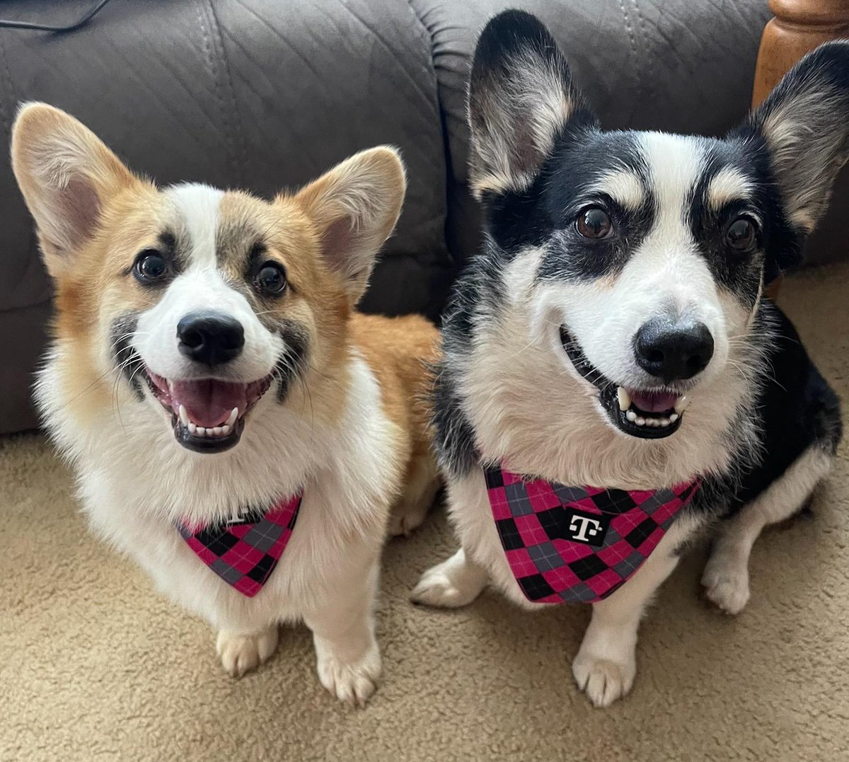 <a href="/JonFreier/">Jon Freier</a> <a href="/TMobile/">T-Mobile</a> Spending time with Pickles and Zucchini!