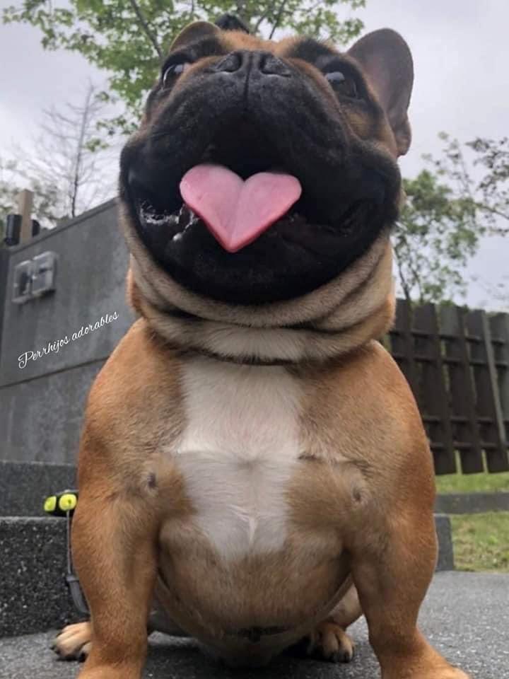 Dilo con perritos tweet media