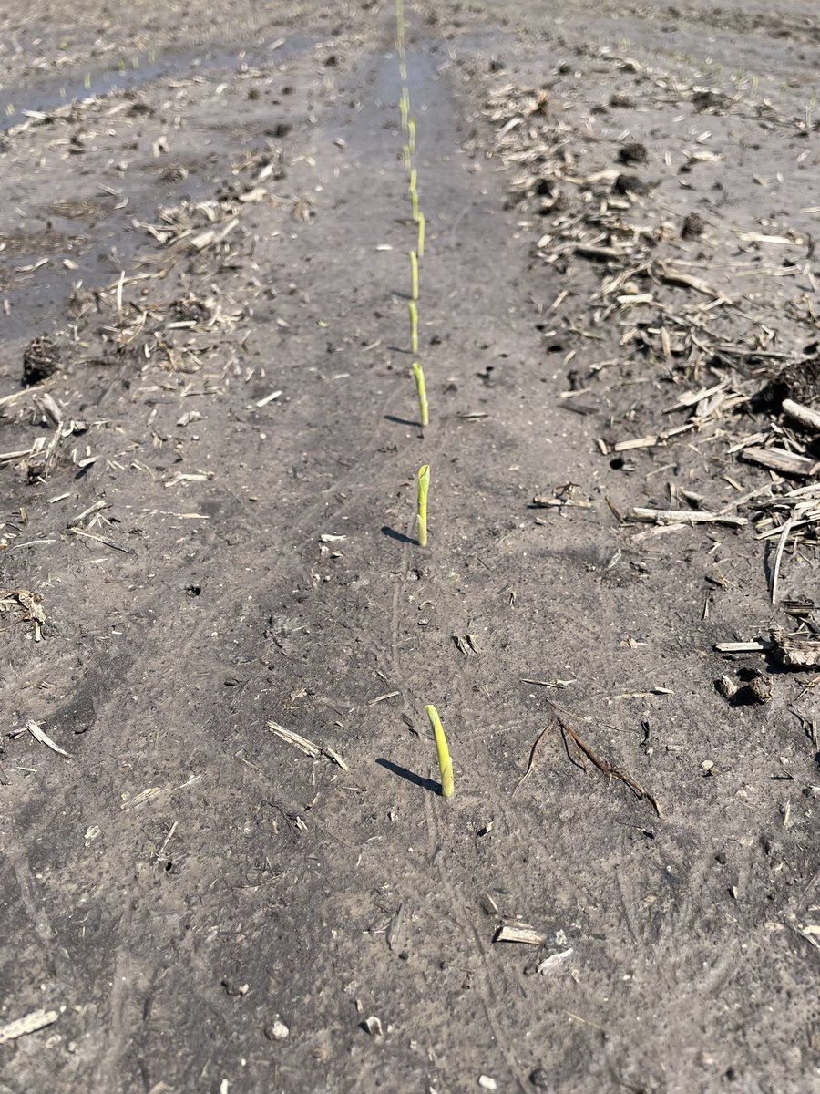 jw_schneid's tweet image. New @Bayer4CropsUS #SmartCorn up and off to the races in Madison Co. Planted last Monday and survived the rain. New @BayerCropProUS #Trivolt will be applied soon. #Bayer4IL @DKAS_SIL @BayerCropProIL