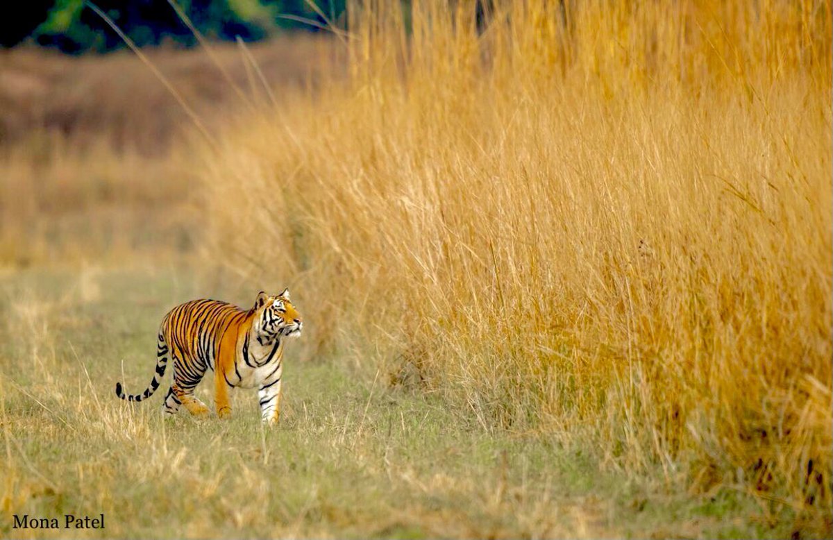 Tigers can survive in a range of Habitats such as grasslands, tropical and subtropical rainforests and Mangroves. 🌳 

#DekhoApnaDesh #IncredibleIndia #BBCWildlifePOTD #ThePhotoHour #Bandhavghar 🐅