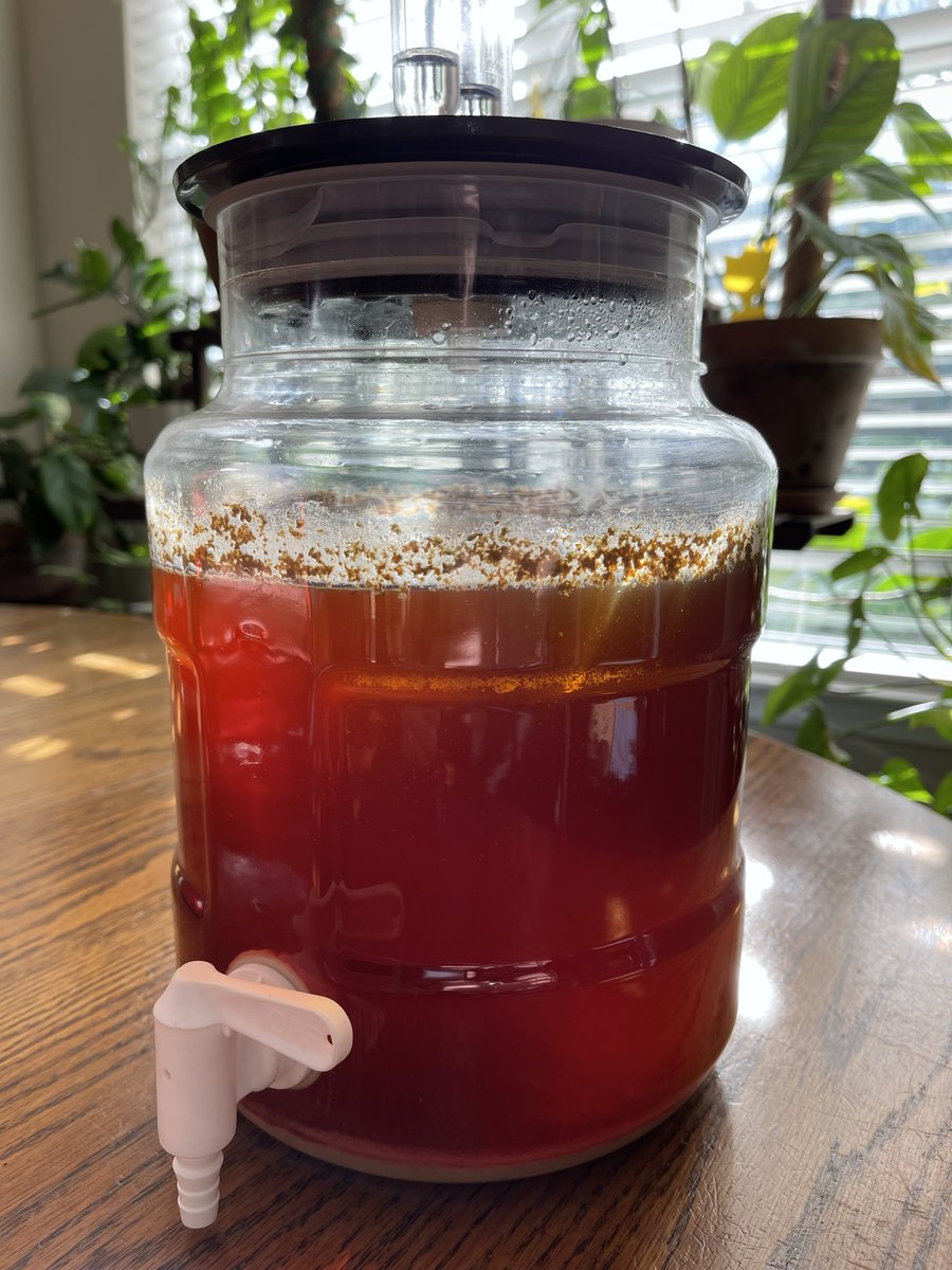 BrewingDaddy's tweet photo. Northern Brewer's White House Honey Ale one gallon beer recipe at 12 days fermentation.

#northernbrewer #whitehousehoneyale #beerrecipe #beermaking #homebrewing #brewingdaddy #howtobrew #craftbeermaking #homebrew #homebrewer #smallbatchbrewing https://t.co/rNvb1dIyYf