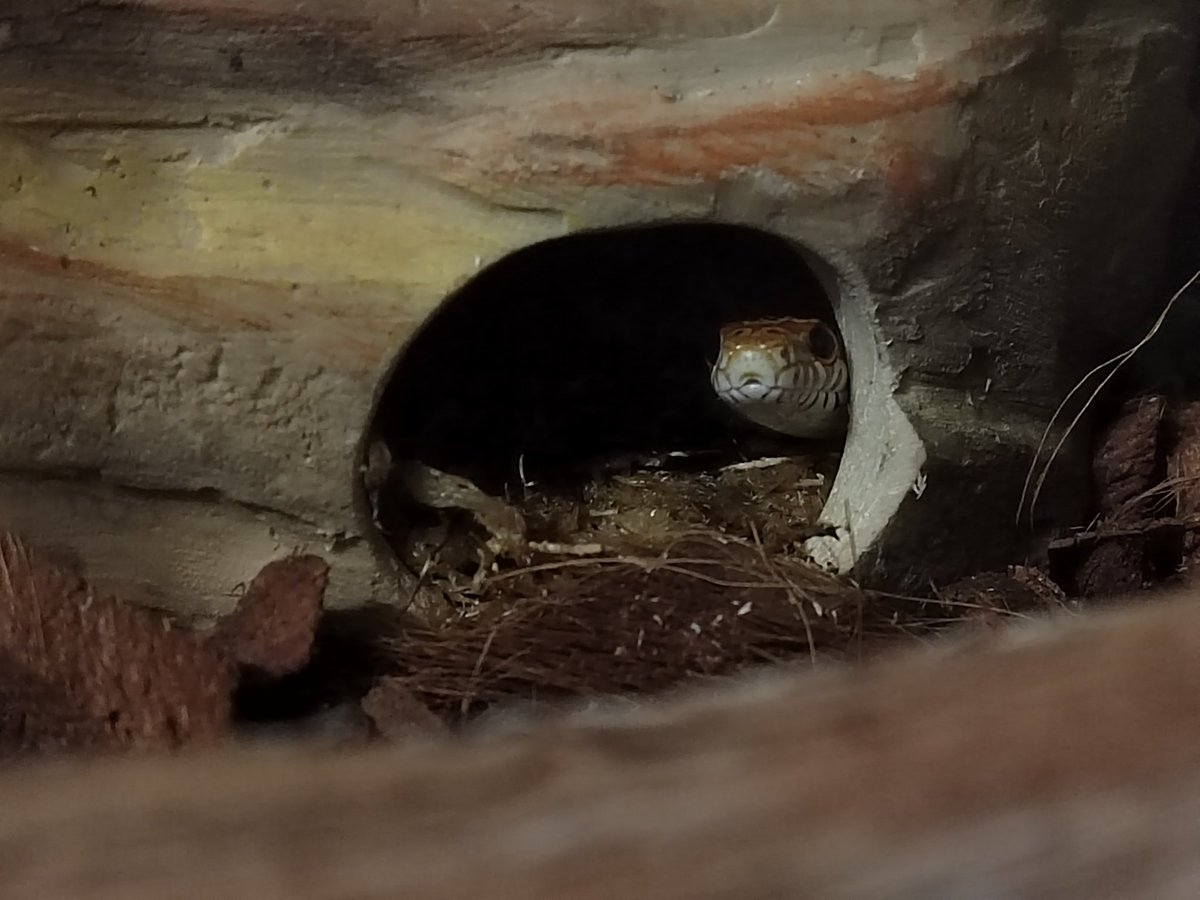 alegrimm2's tweet image. Snek watching you 
Oh I really love him, so glad that I get them to new city too