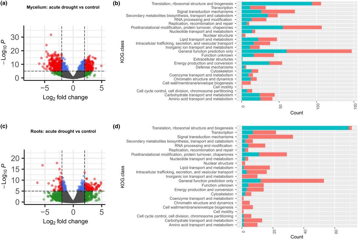 #Letter Transcriptional acclimation and spatial differentiation characterize drought response by the ectomycorrhizal fungus Suillus pungens <a href="/mykophile/">mykophile</a> <a href="/UMNFuN/">Kennedy Lab</a> <a href="/LotusLofgren/">Lotus Lofgren</a> @RogerioMargis <a href="/Sunnyhl158/">Sunny Liao</a> <a href="/xerantheum/">Nhu Nguyen</a>  nph.onlinelibrary.wiley.com/doi/10.1111/np…