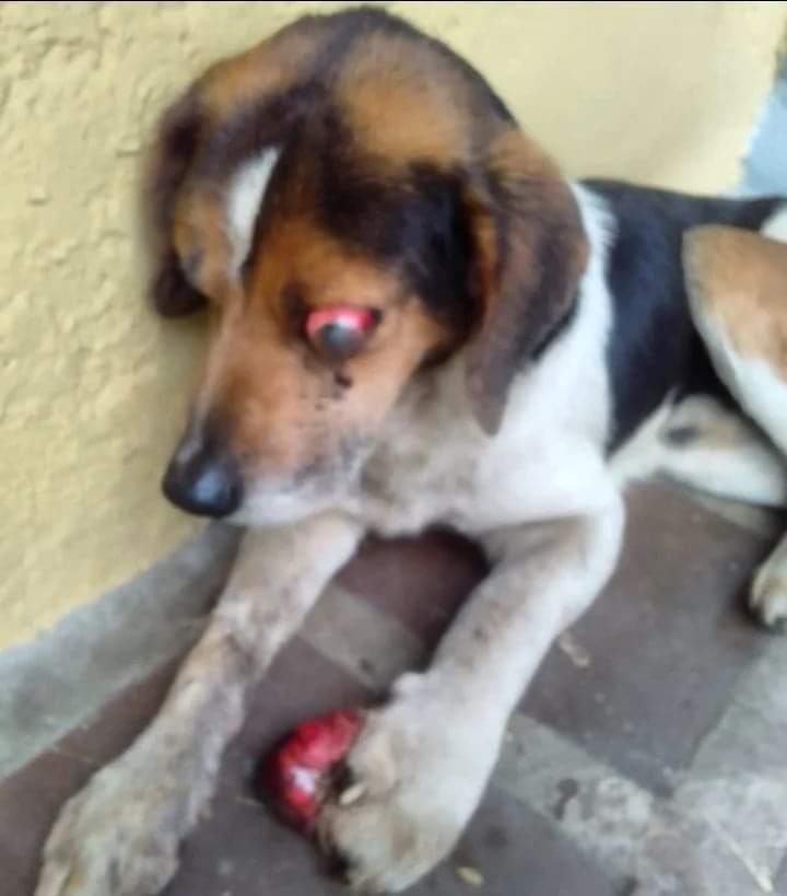 PerroUsuario's tweet photo. Necesita #AYUDA URGENTEEEE RT @volknsoni: DIFUNDO PUBLICACIÓN DE TERCEROS @SomosNevado Alguien ayude a este peludito . El perrito tiene 5 días en el mismo sitio
Esta en la escuela de Sabaneta del km 16 del Junquito. Ya tiene más de 5 días así. https://t.co/W1GVRArQdw