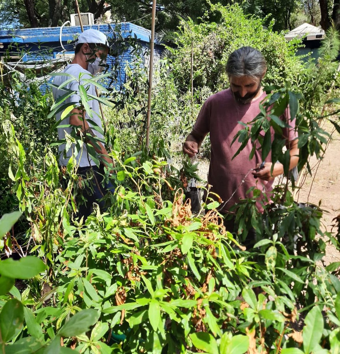 arbolessinfront's tweet photo. Organizando el nuevo "vivero urbano" de Árboles Sin Fronteras, Junto a Normando, Ariel, Mirta, Feli, Meli, Maxi, Andrei y Manuel, donde todos los días es el #DiaDeLaBiodiversidad  🌳🌳🦋

22 de Mayo Día Internacional de la Biodiversidad https://t.co/IF1zMWeyOj