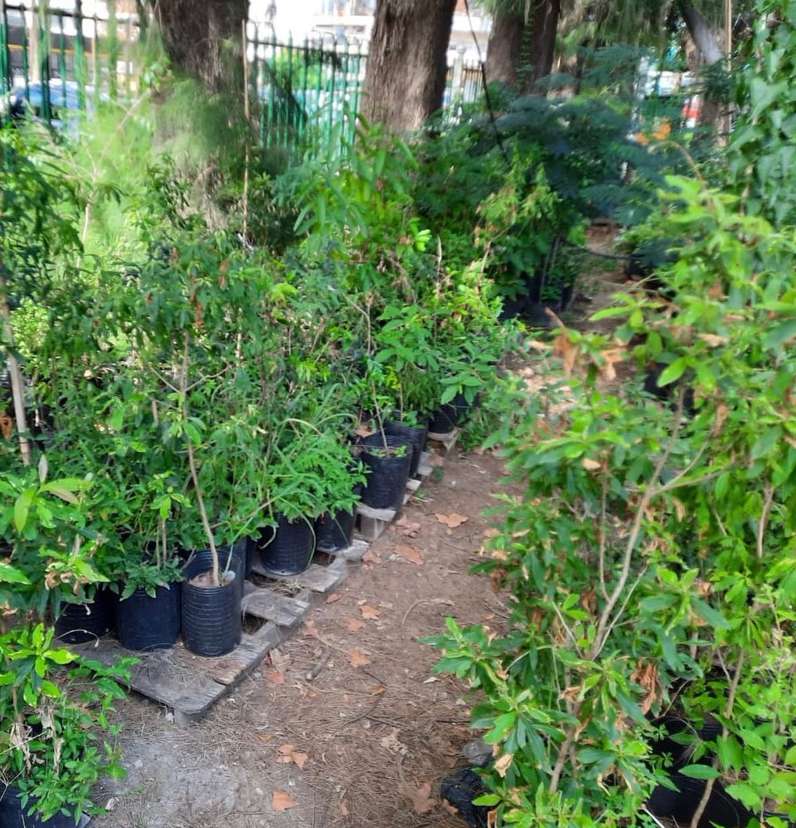 arbolessinfront's tweet photo. Organizando el nuevo "vivero urbano" de Árboles Sin Fronteras, Junto a Normando, Ariel, Mirta, Feli, Meli, Maxi, Andrei y Manuel, donde todos los días es el #DiaDeLaBiodiversidad  🌳🌳🦋

22 de Mayo Día Internacional de la Biodiversidad https://t.co/IF1zMWeyOj