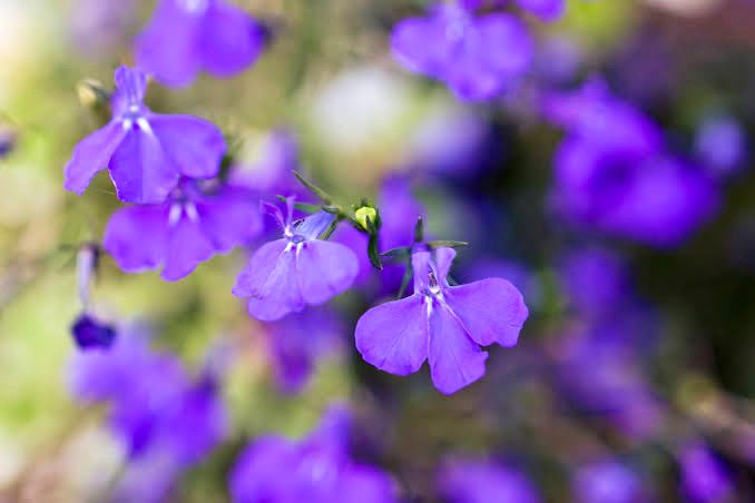 もも おはようございます 5 24誕生花 ロベリア 花言葉 いつも愛らしい 別名ルリチョウチョウ 瑠璃蝶々 原産地では多年草ですが日本では秋蒔きの一年草 春 初夏に小花が株いっぱいに咲き 春の花が終わった頃切り戻すと秋にも咲く事があります 青い
