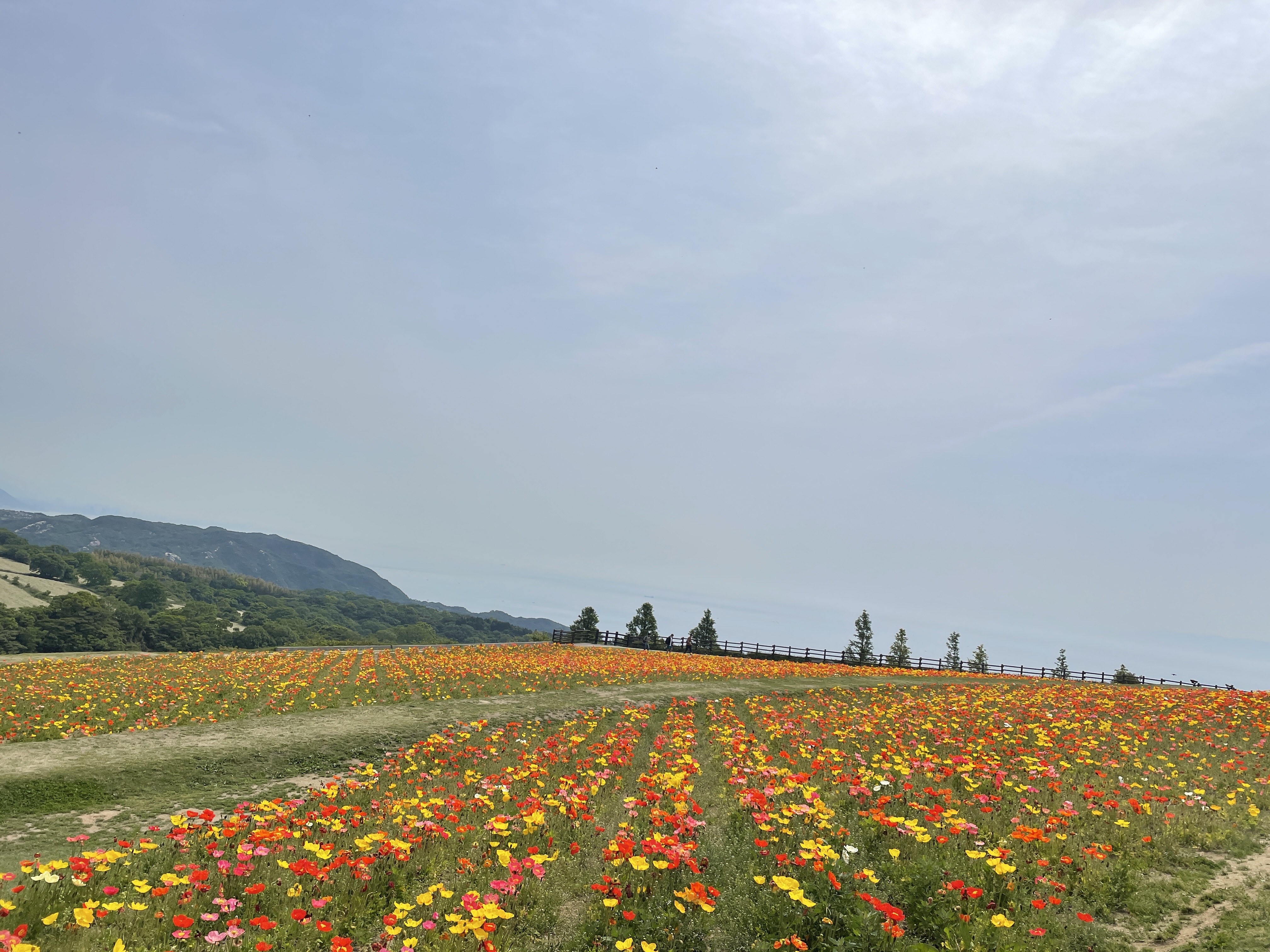 淡路市役所 アイスランドポピー等が花畑一面に花を咲かせている あわじ花さじき この新緑の季節の花さじきは 普段とはまた違った雰囲気になり 個人的には大好きなシーズンです 空と海と緑の広い空間で いつもより深く呼吸できるこの気持ち良さ お花