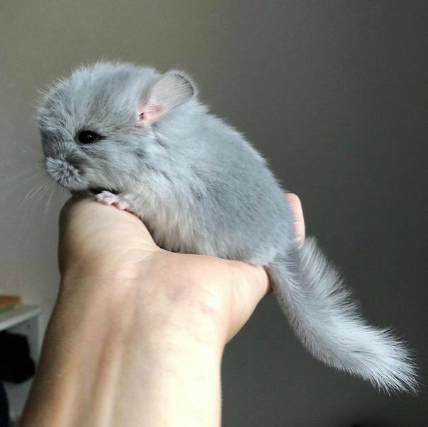TotoJasonTodd's tweet photo. Funa a @SilverMaxxxiHot se quería comer la chinchilla que me regalo mi flaco. https://t.co/cUFg5L3p1C