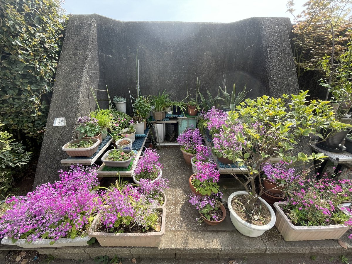 _nko_nok's tweet photo. 月島に愛され堤防を発見した。
堤防のリブで仕切られた5㎡ほどの土地が近隣の住民に貸し出され、210mにわたって多様な花が咲き乱れて虫の楽園になっている。空きはなく、手入れが行き届き、何より楽しさが伝わってくる。元々ゴミの不法投棄が問題になっていた所で、近隣住民が中央区に頼んで実現した。 https://t.co/RUTVSganYr