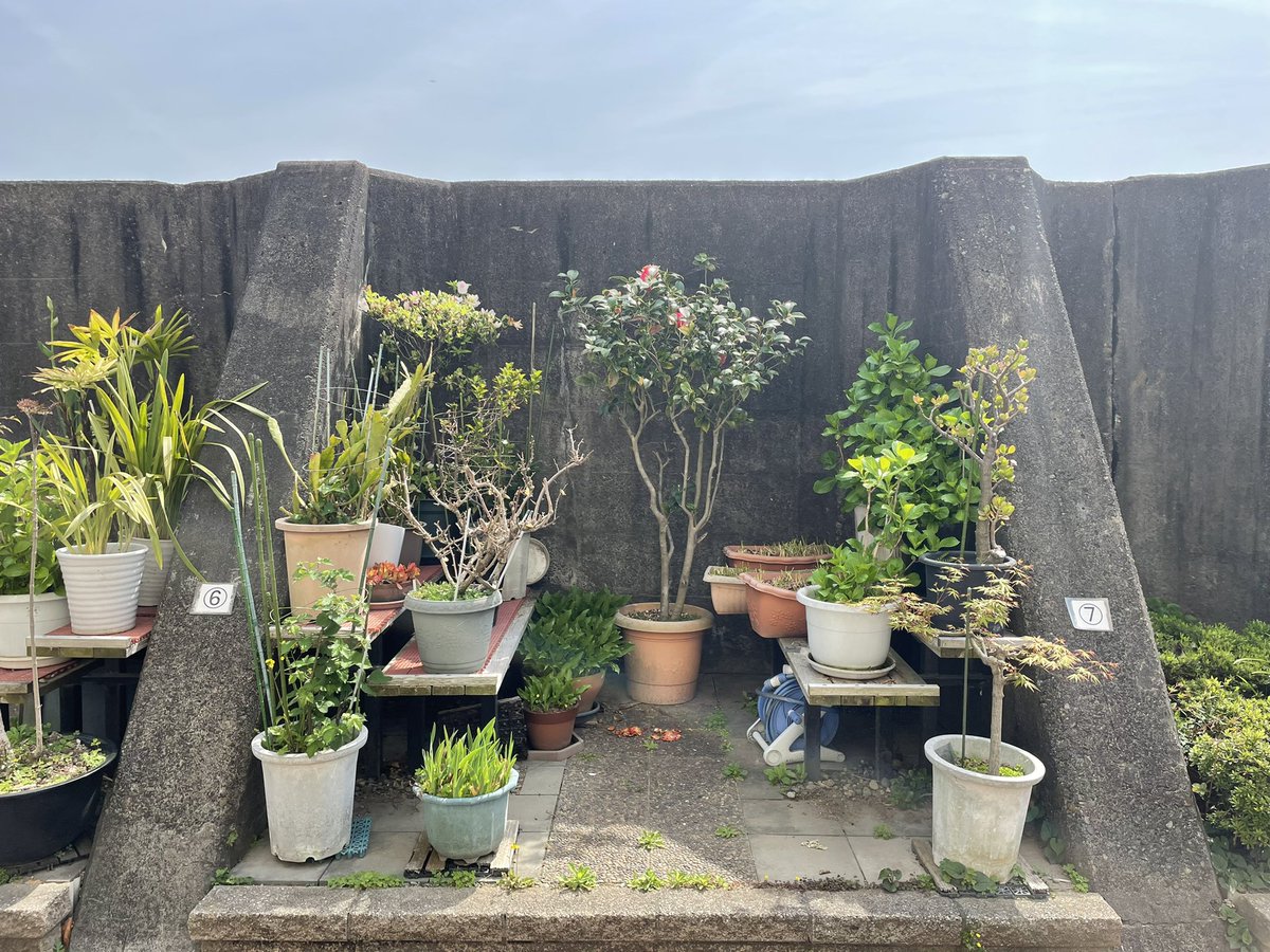 _nko_nok's tweet photo. 月島に愛され堤防を発見した。
堤防のリブで仕切られた5㎡ほどの土地が近隣の住民に貸し出され、210mにわたって多様な花が咲き乱れて虫の楽園になっている。空きはなく、手入れが行き届き、何より楽しさが伝わってくる。元々ゴミの不法投棄が問題になっていた所で、近隣住民が中央区に頼んで実現した。 https://t.co/RUTVSganYr
