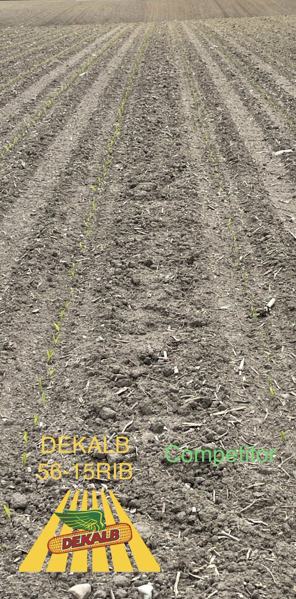 MSUMann's tweet image. Have been very impressed with the early season vigor out of 56-15RIB on some heavy ground! Excited for the potential! @DKCAS_MI @a_cornstar