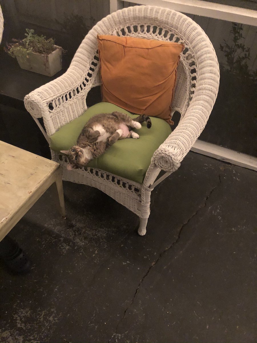 SethPacileo's tweet photo. Rest In Peace to the best cat I’ve ever had the privilege to let me be a part of her life. https://t.co/XRCpVNdibh