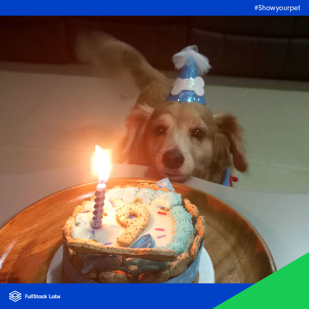 FullStack_Labs's tweet photo. Here are a few pictures of some of our #fullstackers' pets for all of you animal lovers out there.
One of the many benefits of working with FullStack Labs is that we’re 100% remote, so you’re not limited by location.
Want to work with us? Go to: https://t.co/ccuUsMkuSm https://t.co/NcBmmm2QzY