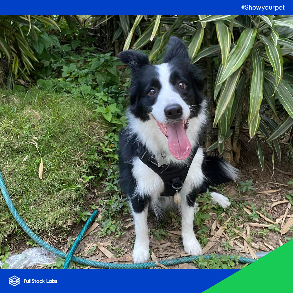 FullStack_Labs's tweet photo. Here are a few pictures of some of our #fullstackers' pets for all of you animal lovers out there.
One of the many benefits of working with FullStack Labs is that we’re 100% remote, so you’re not limited by location.
Want to work with us? Go to: https://t.co/ccuUsMkuSm https://t.co/NcBmmm2QzY