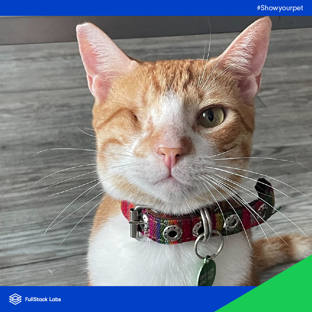 FullStack_Labs's tweet photo. Here are a few pictures of some of our #fullstackers' pets for all of you animal lovers out there.
One of the many benefits of working with FullStack Labs is that we’re 100% remote, so you’re not limited by location.
Want to work with us? Go to: https://t.co/ccuUsMkuSm https://t.co/NcBmmm2QzY