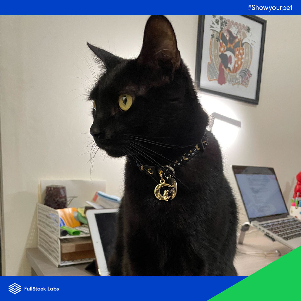 FullStack_Labs's tweet photo. Here are a few pictures of some of our #fullstackers' pets for all of you animal lovers out there.
One of the many benefits of working with FullStack Labs is that we’re 100% remote, so you’re not limited by location.
Want to work with us? Go to: https://t.co/ccuUsMkuSm https://t.co/NcBmmm2QzY