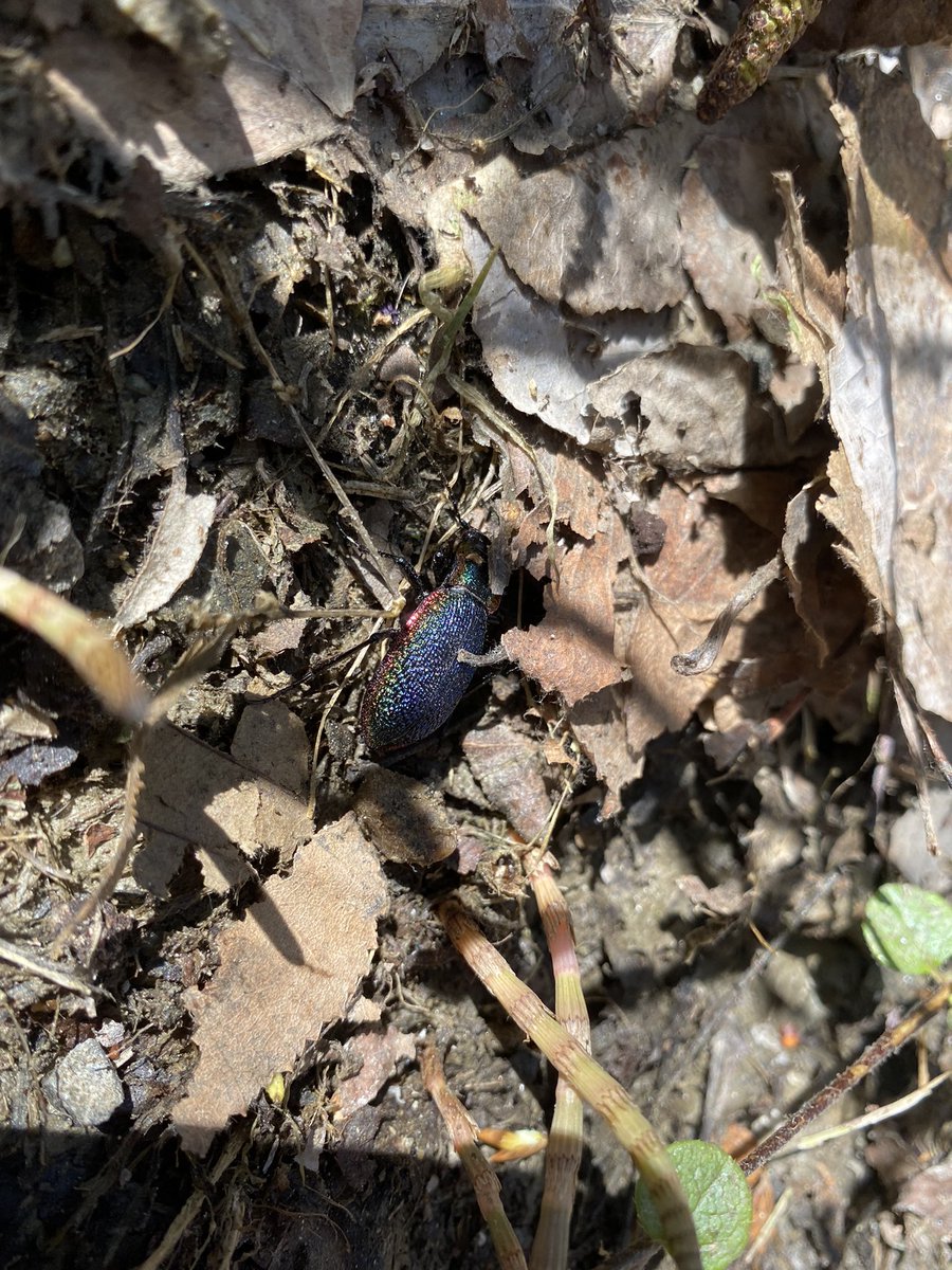 miniLVJY's tweet photo. CW// bugs / beetle
- 
-
-
-
-
-
look at this cool rainbow beetle i found outside, he was super sparkly too. i’ve never seen one of these before. anyone know what kind of beetle it is? https://t.co/zbvaUJ9FGh