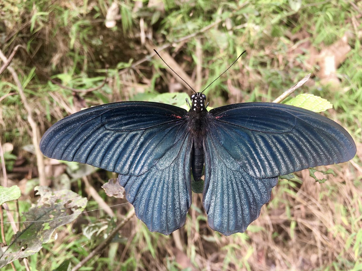 bhupeen's tweet photo. Some butterflies from my village.
#baglung
#balewa https://t.co/zwCma6qWfc