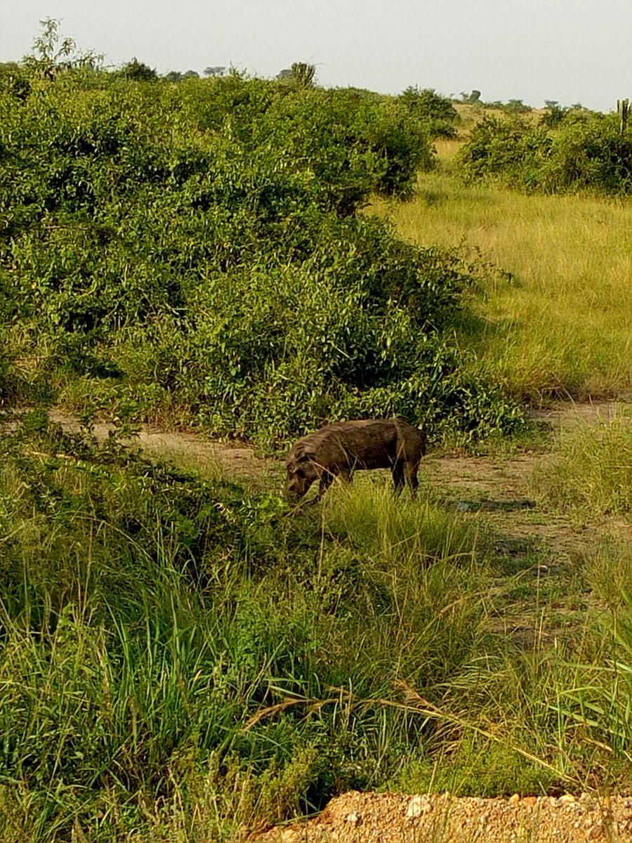 PloverTours's tweet photo. Pumba! 
Warthogs are the most popular in African savanah parks. They are basically every where and chilling or relaxed in the bushes.
#visituganda
#Tourism 
#adventureUg
#plovertoursandtravel https://t.co/RddwrG4yMM