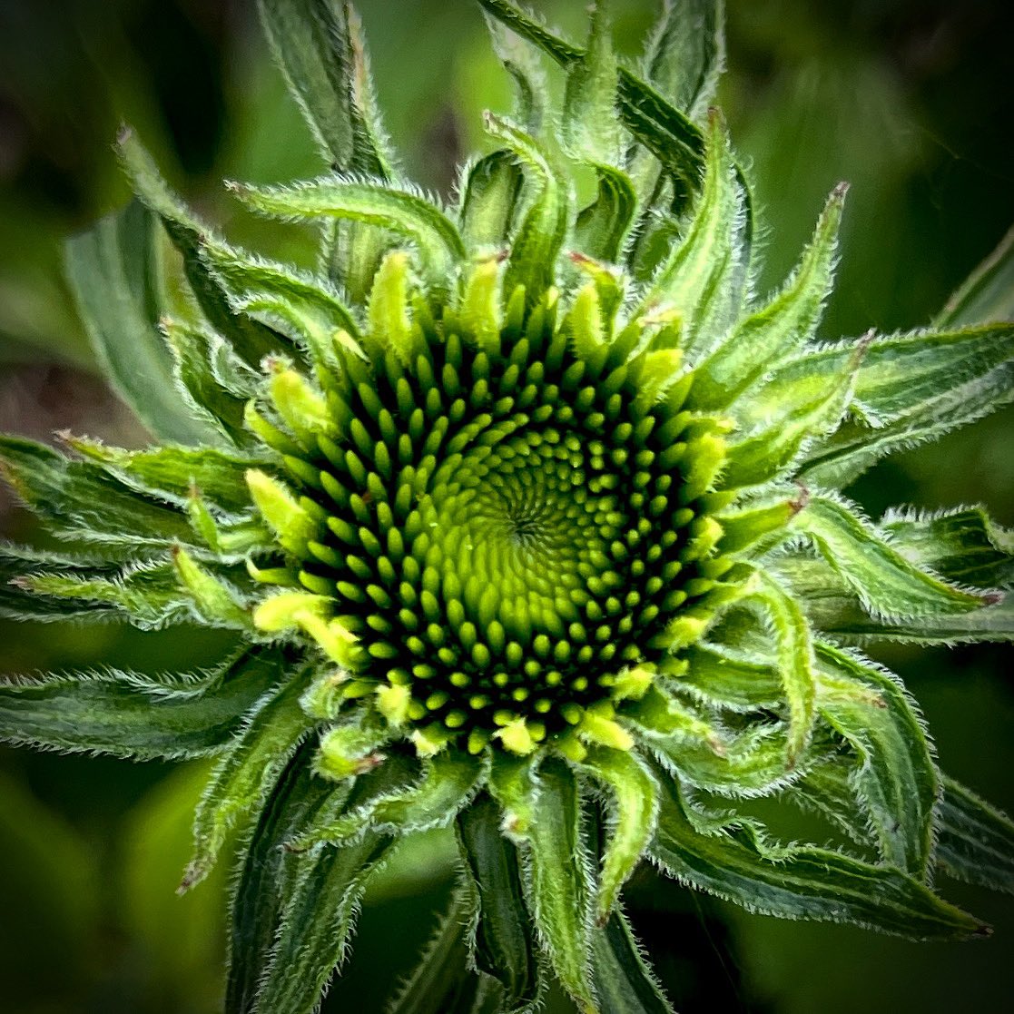 AgnesBMiles's tweet photo. @moment My #MomentMonday 💚💛💚 https://t.co/Mhtf0acQvS