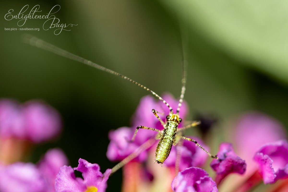 enlightenedbugs's tweet photo. So I don’t know what this little creature is on the Buddleja (I’m new to the buglife in my current locale)… but just look at that bum! Those wispy antennas too, they’re like 4 times as long as its body, such cuteness 💚 https://t.co/trceahg1KL