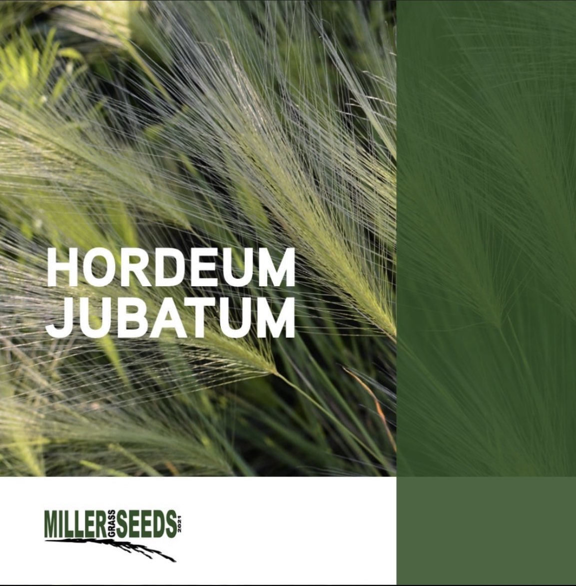 MillerSeeds's tweet photo. "Foxtail barley (Hordeum jubatum), a perennial, typically produces copious quantities of wind-borne seed which penetrate, lodge, and infect the tender nose and mouth parts of cattle, sheep and horses. Infected livestock eat less and gain less weight..."⁠ https://t.co/ewPBp9ikjv