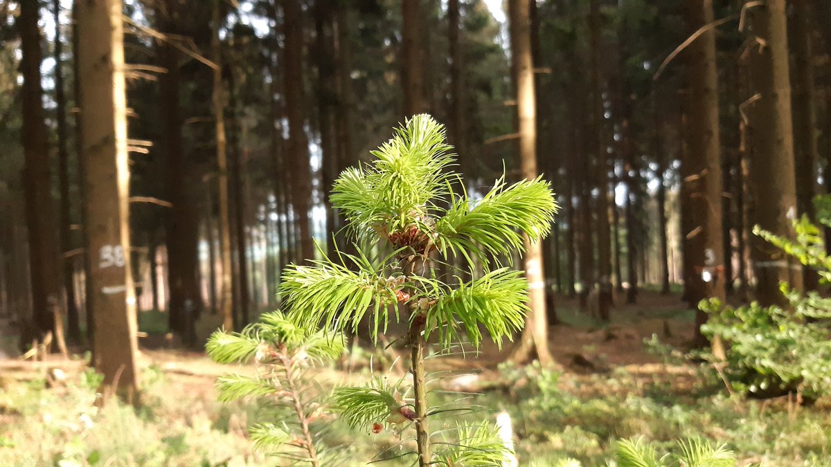 Christina_Hac's tweet photo. Now is growing time in the forest! 🌱 
But without water..? This is everything our rain collector got during the last month (!)
Excited to research how the trees cope
#drought #dendrometer #isotopes https://t.co/Sqkhsz8Es2