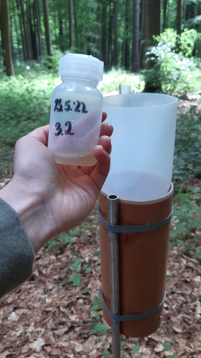 Christina_Hac's tweet photo. Now is growing time in the forest! 🌱 
But without water..? This is everything our rain collector got during the last month (!)
Excited to research how the trees cope
#drought #dendrometer #isotopes https://t.co/Sqkhsz8Es2