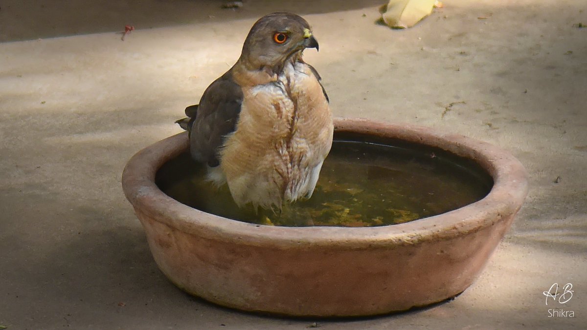 TheWildinMe's tweet photo. Summer Respite
This Shikra often comes in the afternoon to cool off in the water pot.
#IndianAves
#birdphotography
#waterforbirds https://t.co/SBbJwfsfwf