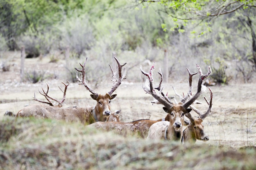Huanqiu_com's tweet photo. 🦌Nine milu deer fawns were born at the Daqingshan Nature Reserve in north China's Inner Mongolia Autonomous Region. 
📸 Xinhua/Wang Zheng https://t.co/hqyMe9Vd8n