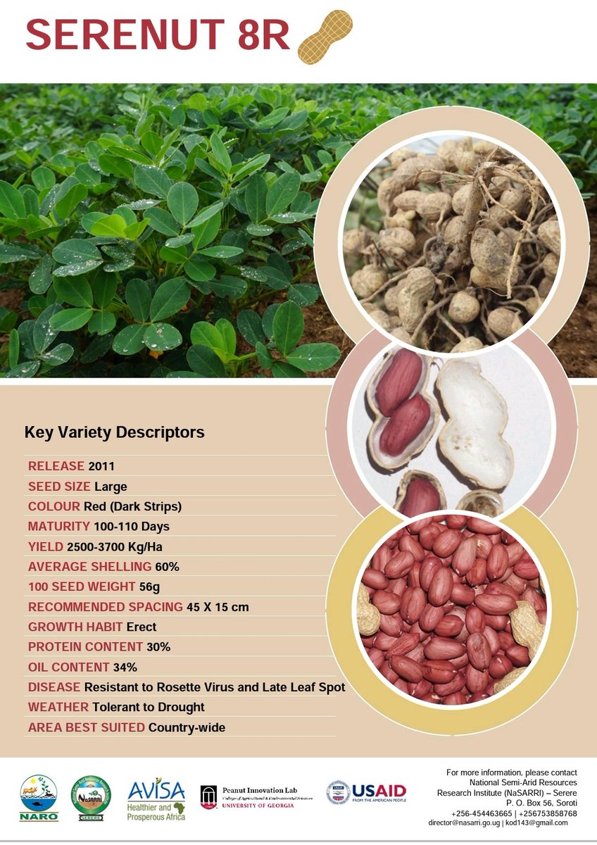 Know your favourite Improved groundnut varieties commercially grown in Uganda
Day 6: SERENUT 8 RED
<a href="/CGIARnutrition/">CGIAR Nutrition</a> <a href="/narouganda/">NARO Uganda</a> <a href="/issd_uganda/">ISSD Uganda</a> <a href="/RIFMakerere/">Makerere University Research and Innovations Fund</a> <a href="/dpmirembe/">Drake P Mirembe, PhD</a> <a href="/aBiDevtFinance/">Agricultural Business Initiative (aBi)</a> <a href="/8TechConsults/">Eight Tech Consults Ltd</a> <a href="/kodnate/">Kalule Okello David</a> <a href="/AvisaProject/">AVISA Project</a> <a href="/USAID/">USAID</a>