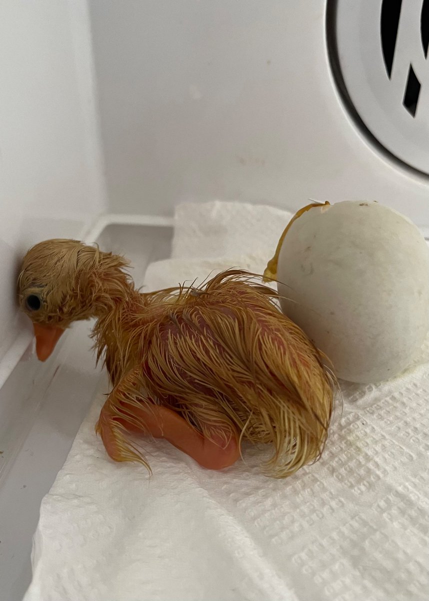 ことりとり on X