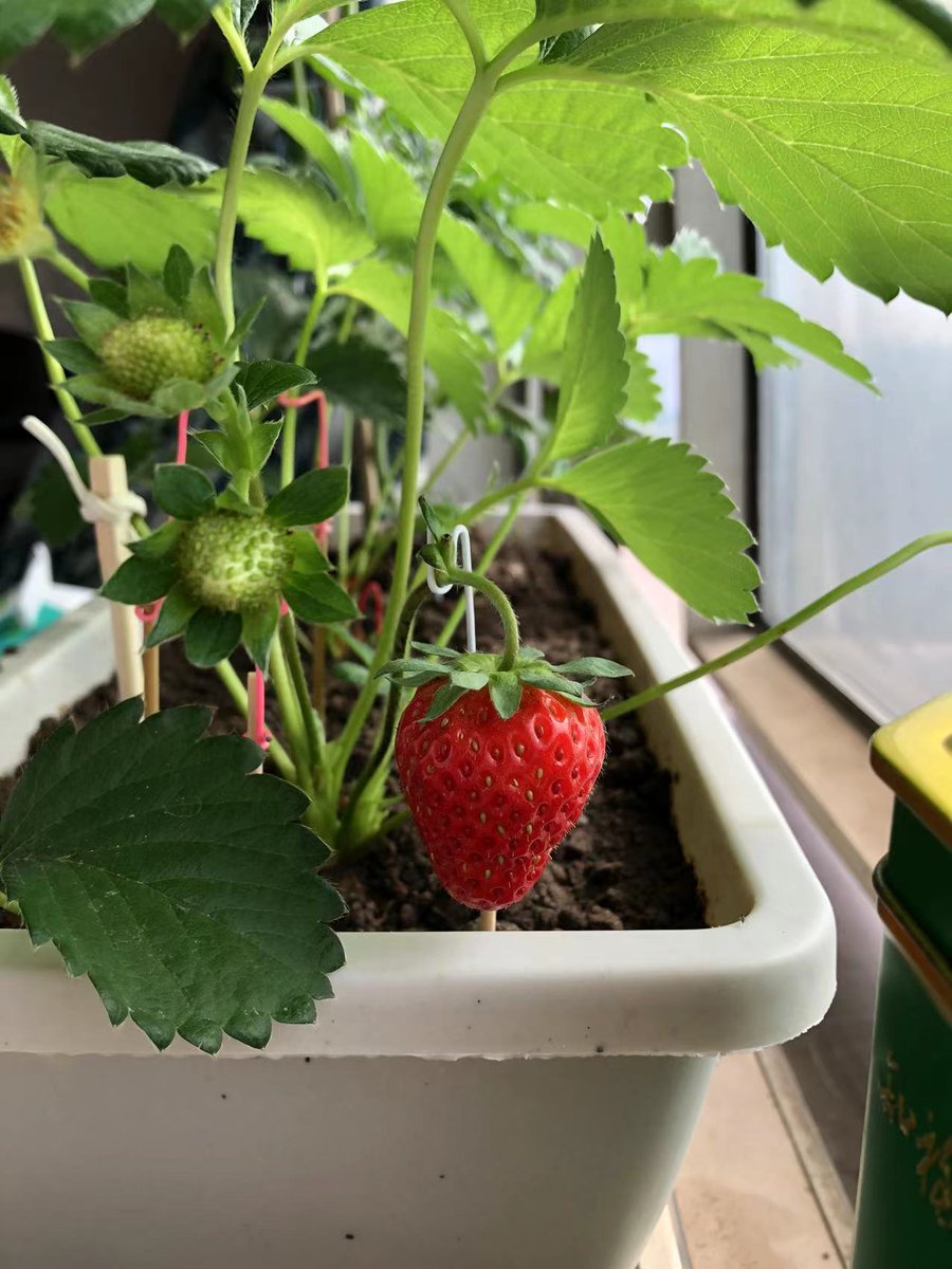 robust1989's tweet photo. Strawberry on the windowsill. It smells so nice! https://t.co/HX2LWETFMY