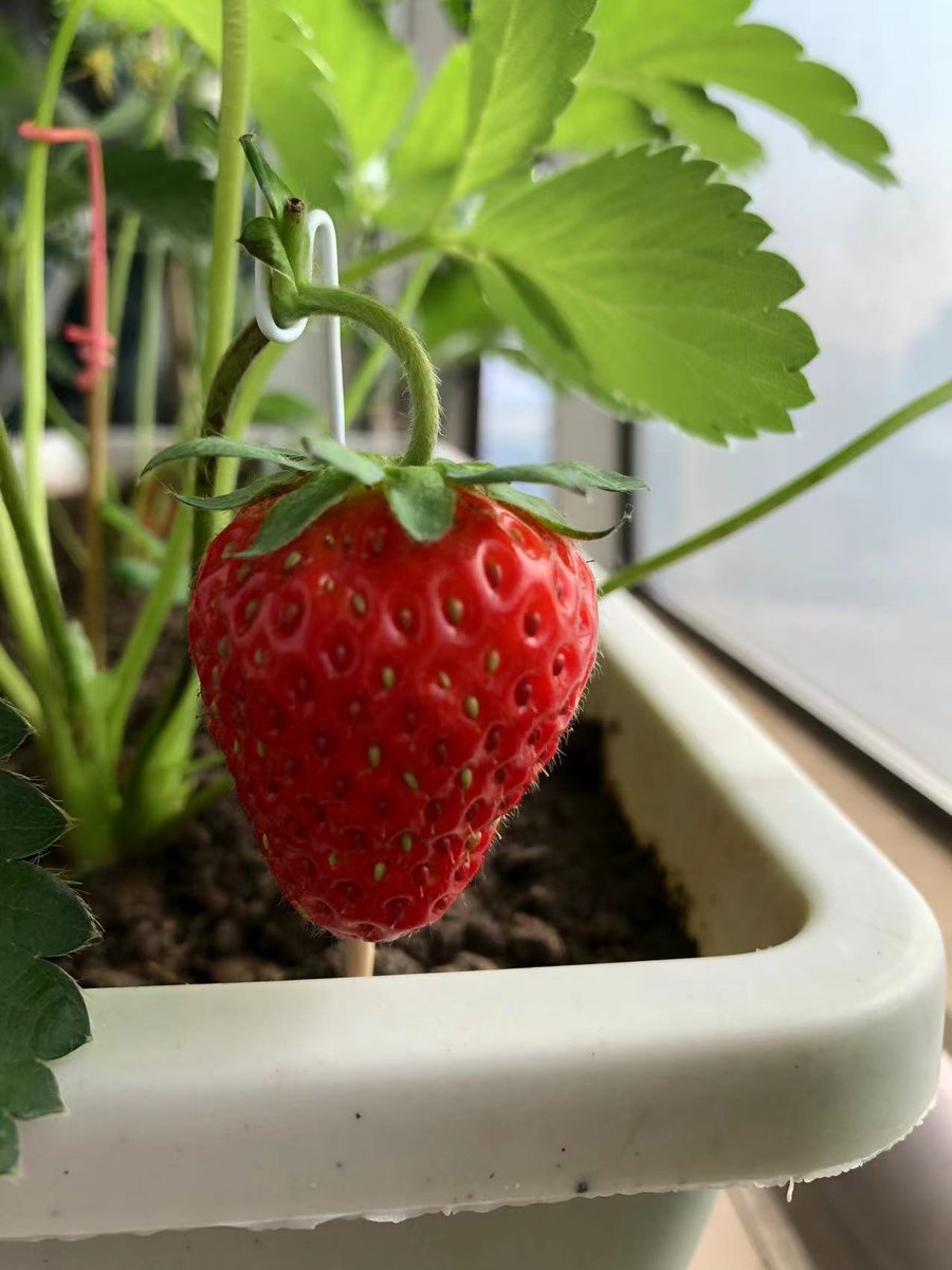 robust1989's tweet photo. Strawberry on the windowsill. It smells so nice! https://t.co/HX2LWETFMY