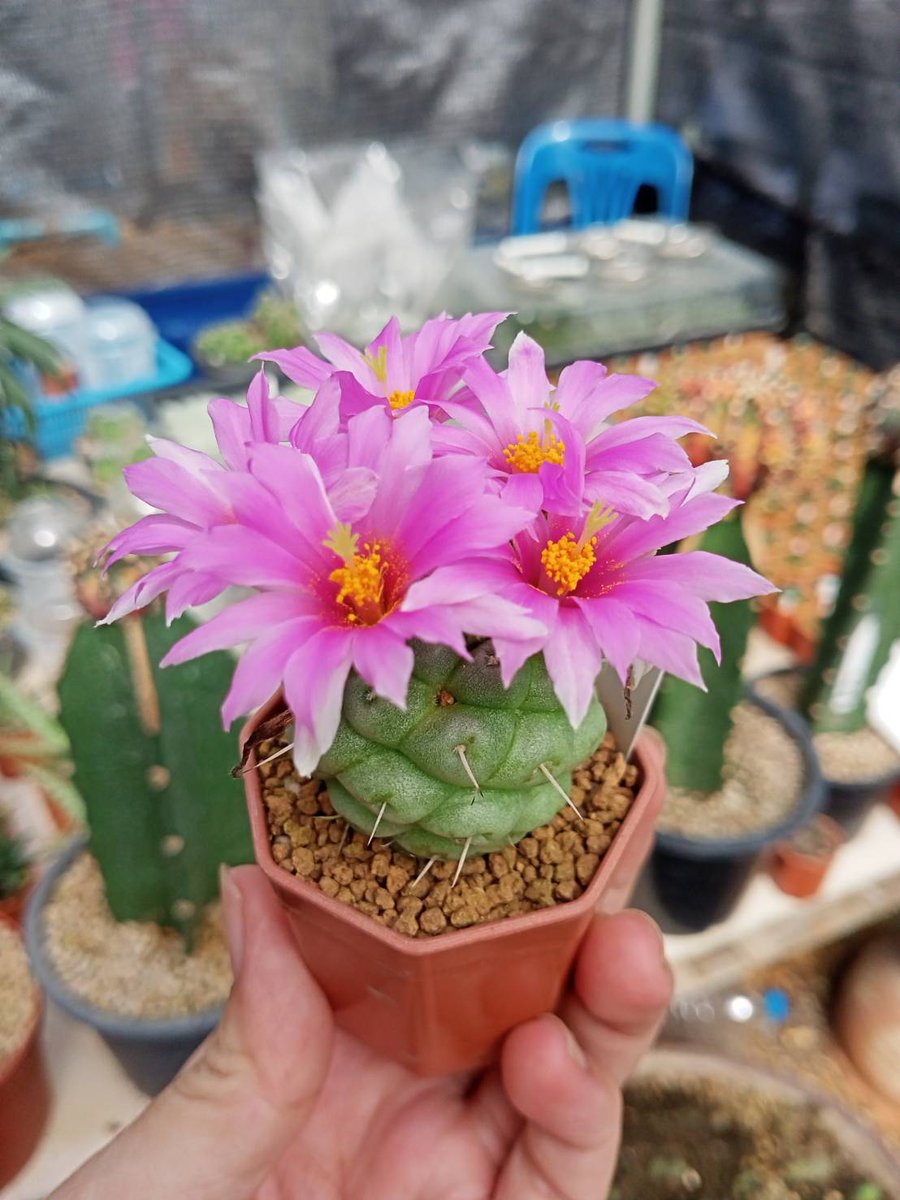 hollygreencacti's tweet photo. ดอกไม้บานกับวันฟ้ามืด ไม่มีแดดเลยไม้จะยืดห���ดแล้ว เรื่องเศร้าหน้าฝน 🥲

#แคคตัส #กระบองเพชร #cactus #ต้นไม้ https://t.co/9aHqoL0Y9a