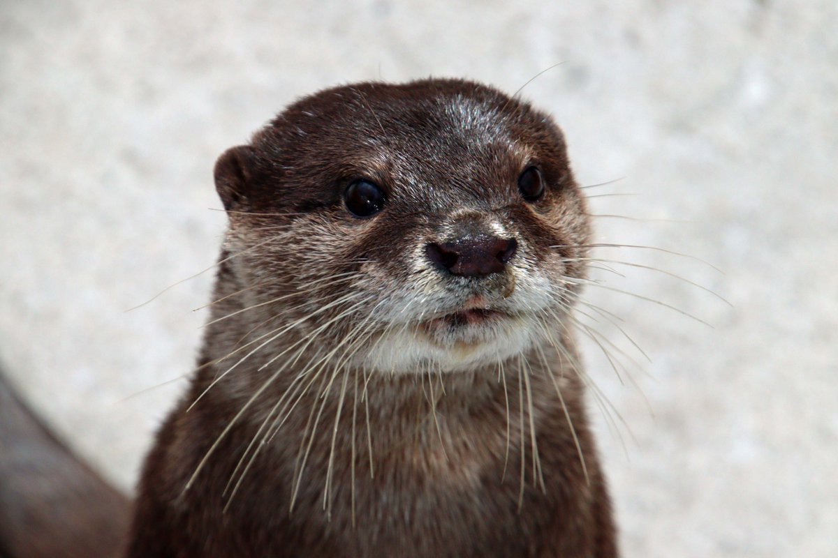 秋田市大森山動物園 on X