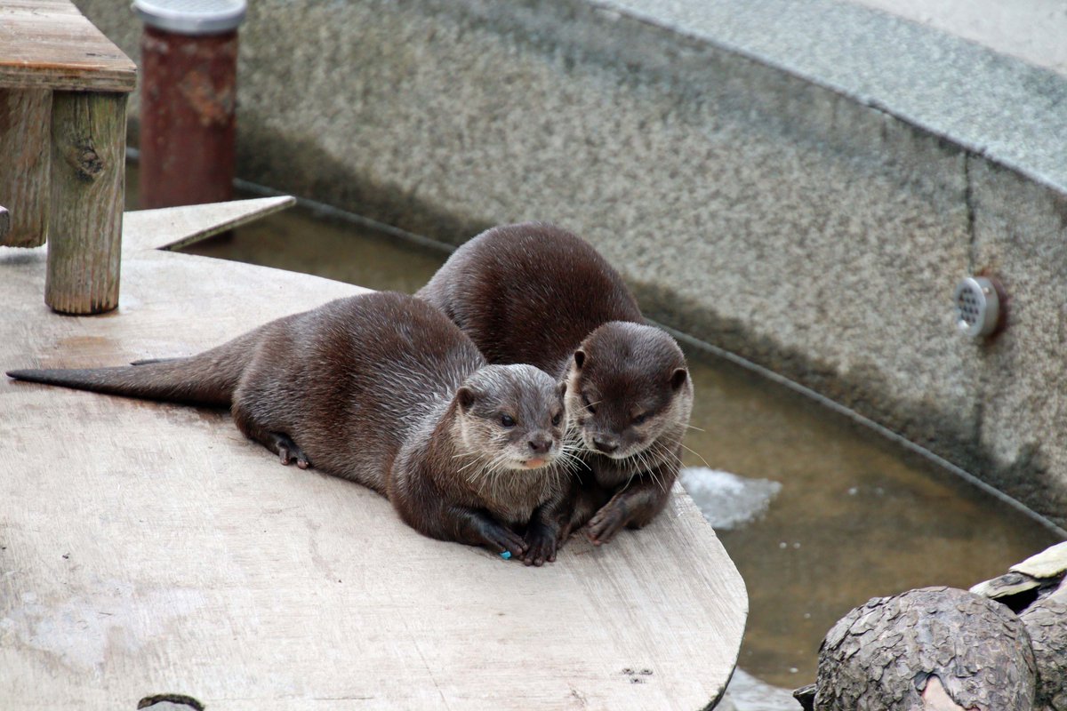 秋田市大森山動物園 on X