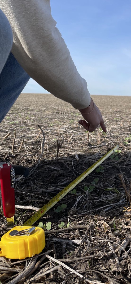 Colza Igranola ADP por el noreste de Uruguay ‼️‼️🌱🌱Mas de 100.000 has tendran este año nuestra genética 🧬. Gracias a todos los que hacen posible cada parte del proceso productivo, administrativo y comercial. #ADP @mat12guigou <a href="/DiegoG48/">Diego Guigou</a> <a href="/Sofia_Guigou/">Sofía Guigou</a> <a href="/adp_uruguay/">ADP</a> <a href="/SantiPolvora/">Santiago Polvora</a>