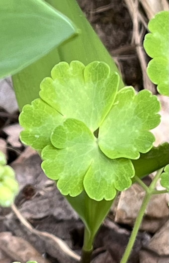 plisder's tweet image. Anyone know what these cool interlocked leaves are? A weed? I like it whatever it is. #MayPatternChallenge