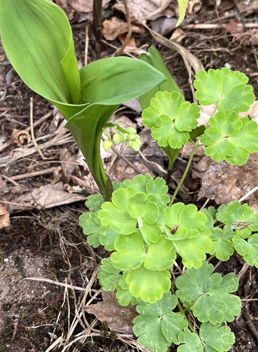 plisder's tweet image. Anyone know what these cool interlocked leaves are? A weed? I like it whatever it is. #MayPatternChallenge