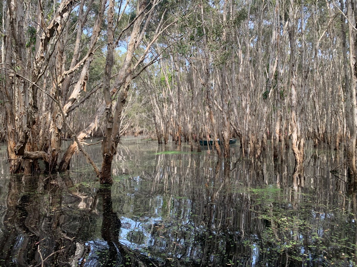 Luke_Jeffrey's tweet photo. Ever wonder if #TreeStem #Methane emissions really even matter?🤔 I'll be giving a (virtual) #EGU22 talk tomorrow discussing annual #Subtropical #Wetland emissions of trees vs soils vs water with some answers to this very question. Come join us @ BG3.18👇 https://t.co/IdG8xViLiP https://t.co/ykXHSrvfVN