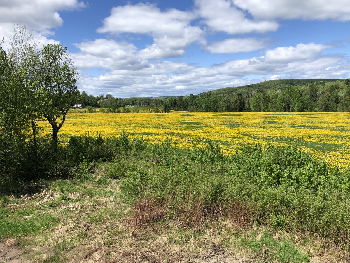 andrevi15585481's tweet photo. @RmiVincent5 Tu peut faire ton gazon le rem. Les abeilles ont des réserves😳 https://t.co/NBfsFpzzM1