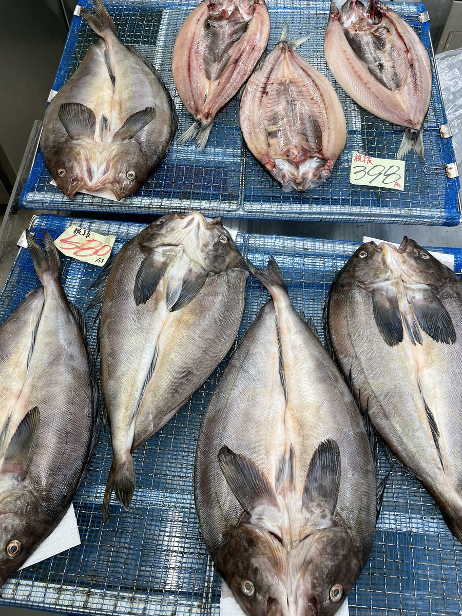 minashin219's tweet photo. 毎度様です〜😄
今日は3億5000年前の塩で〆た特大ヒラメ、松川g 398円🤭
旨い塩でなので甘味も出て最高です🤤
生ミンククジラg128円、そい、オヒョウ、宗八、ナメタ、ヒラメ昆布〆などお刺身も盛り沢山🤙
皮まで美味しい開きホッケ、開きニシン、宗八も🤙
#室蘭　#白鳥台　#ハイフィッシュみなしん https://t.co/AjS09Q7vVj