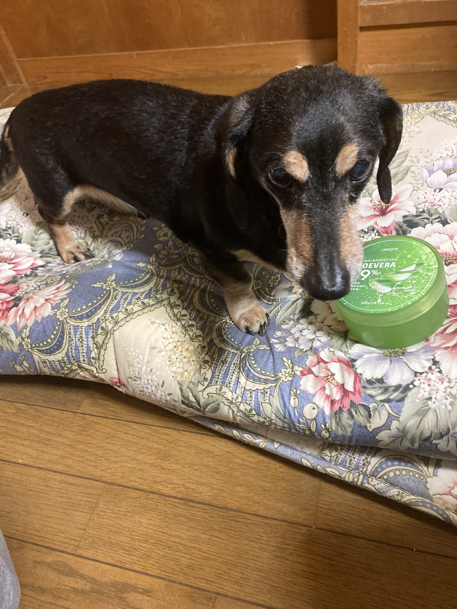 アロエジェル Twitter Search Twitter