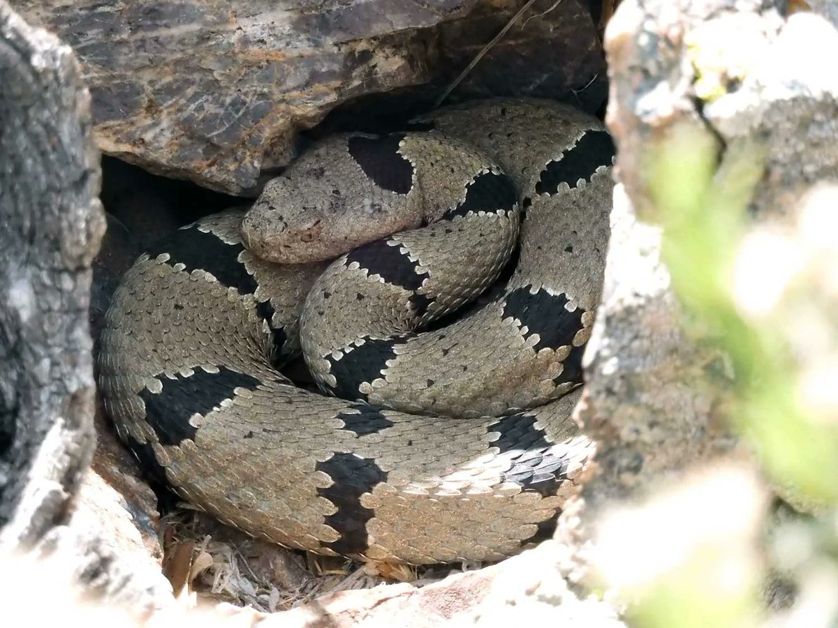 SnakeAdvocate's tweet photo. A gorgeous male Rock Rattlesnake coiled in the rocks, spring 2022. https://t.co/Td6yZ0Mw0d