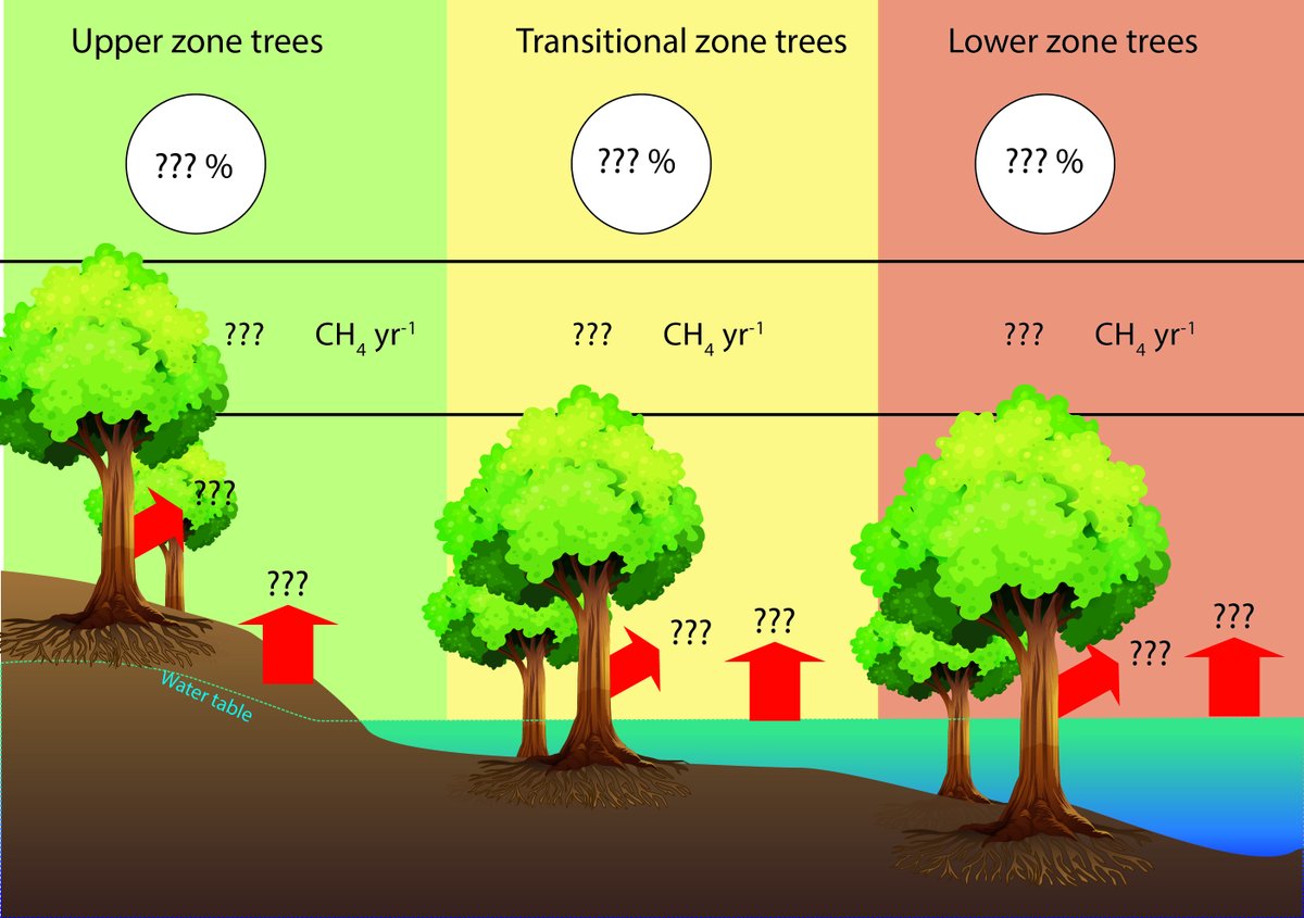Luke_Jeffrey's tweet photo. Ever wonder if #TreeStem #Methane emissions really even matter?🤔 I'll be giving a (virtual) #EGU22 talk tomorrow discussing annual #Subtropical #Wetland emissions of trees vs soils vs water with some answers to this very question. Come join us @ BG3.18👇 https://t.co/IdG8xViLiP https://t.co/ykXHSrvfVN